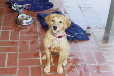 Lis, wet and happy